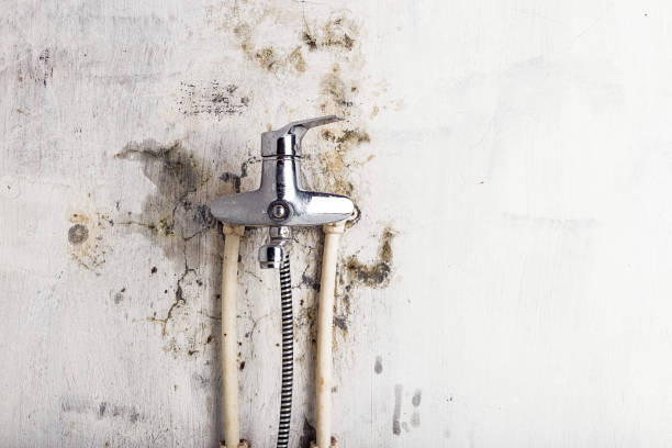 Best Mold Damage Repair  in Grimes, IA