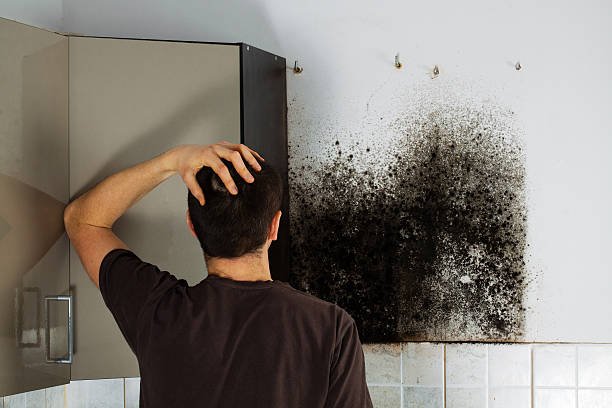 Best Mold Remediation  in Grimes, IA