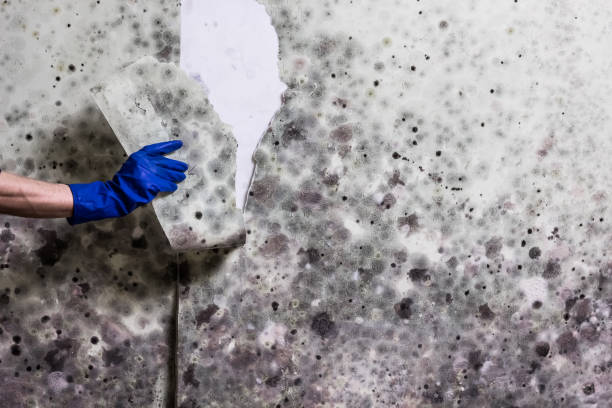 Office Mold Removal Services in Grimes, IA