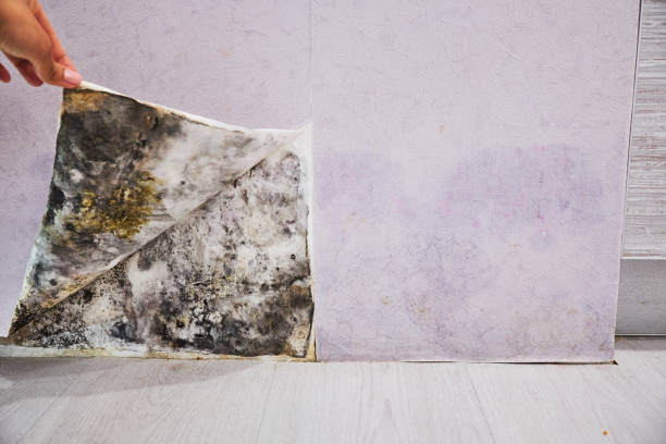 Best Mold Removal Specialists  in Grimes, IA